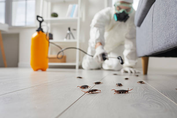 Post-Treatment Bed Bug Interceptor Monitoring in Bee Ridge